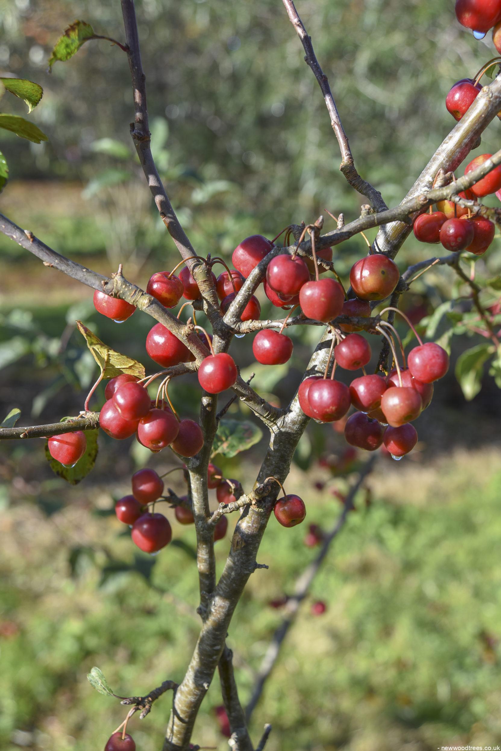 Malus Red Sentinel 1 1 1663x2491 1