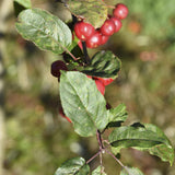 Malus Red Sentinel 1 1663x2491 1