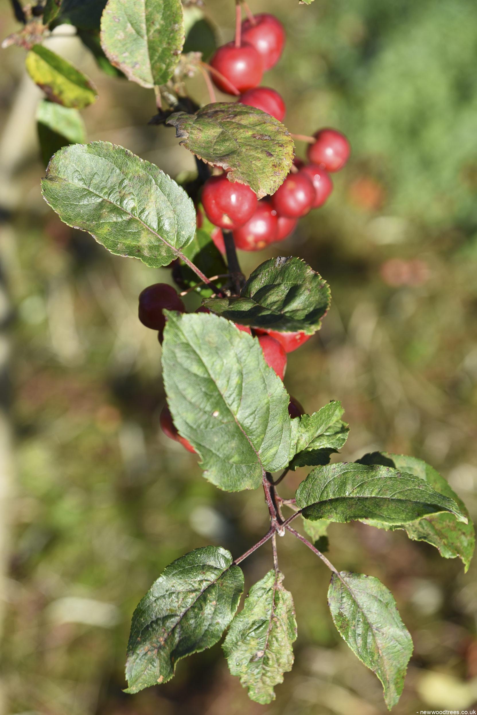 Malus Red Sentinel 1 1663x2491 1