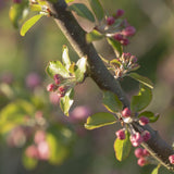 Malus Red Sentinel 2 1 1663x2491 1