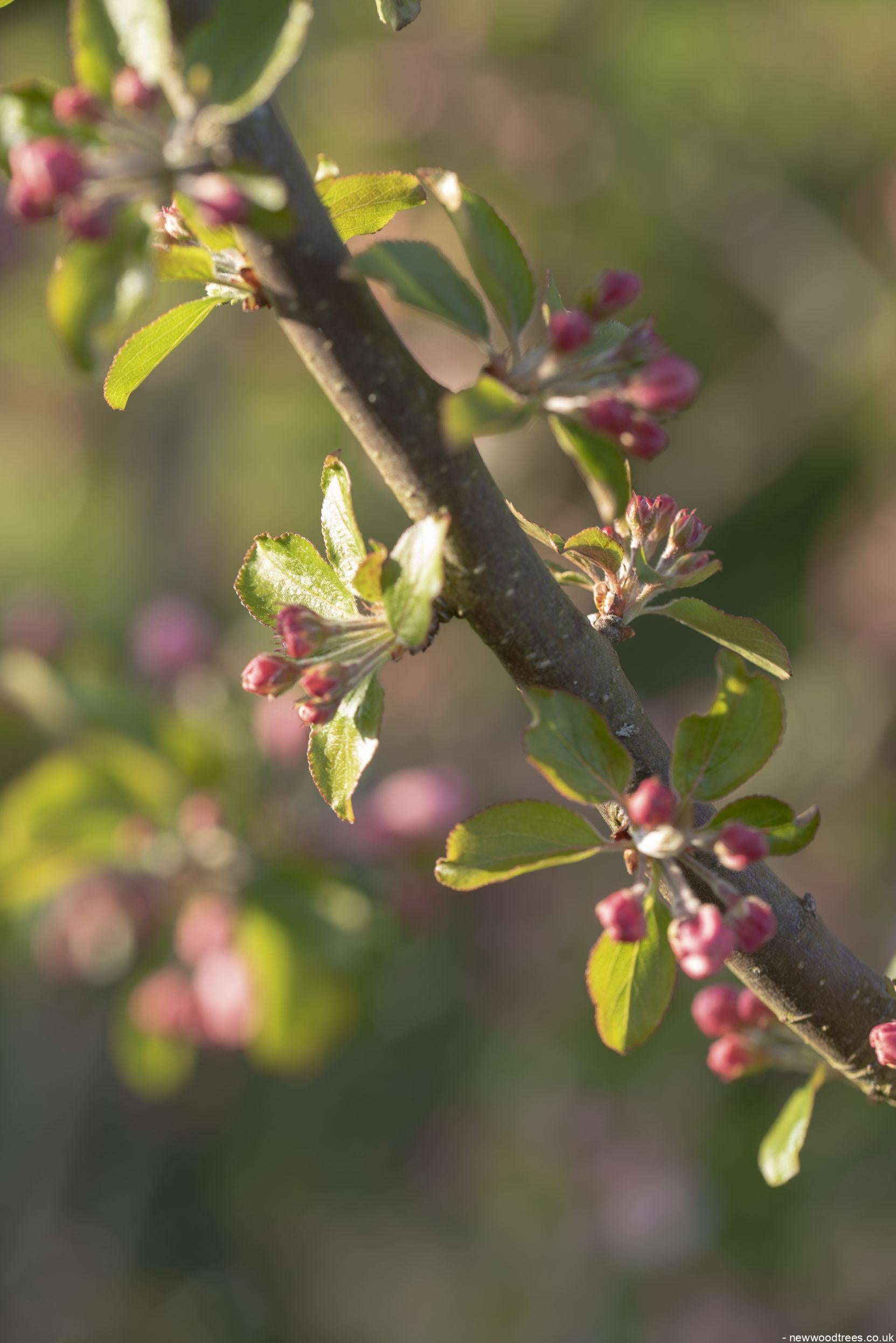 Malus Red Sentinel 2 1 1663x2491 1