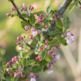 Malus Red Sentinel 3 1 1663x2491 1