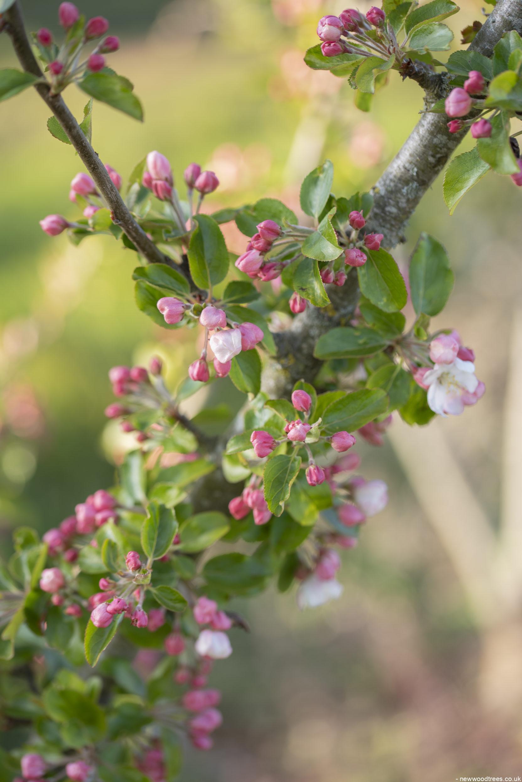 Malus Red Sentinel 3 1 1663x2491 1