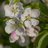 Malus Red Sentinel 4 1 1663x2491 1