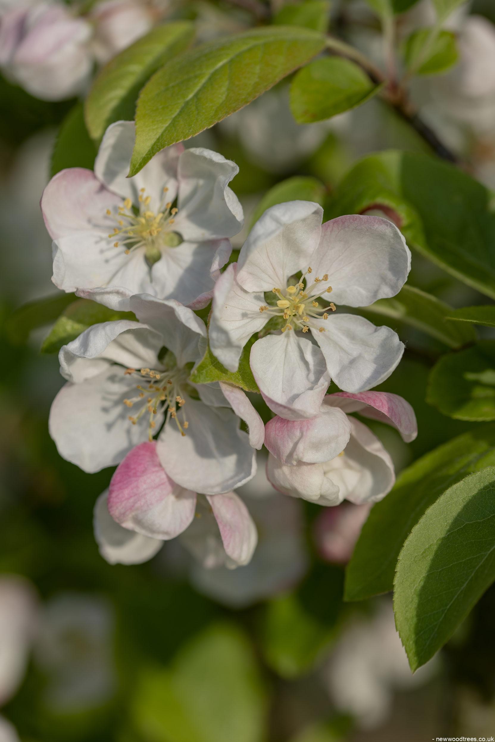 Malus Red Sentinel 4 1 1663x2491 1