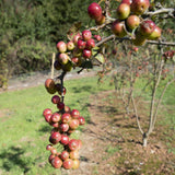 Malus Red Sentinel 5 1 1663x2149 1