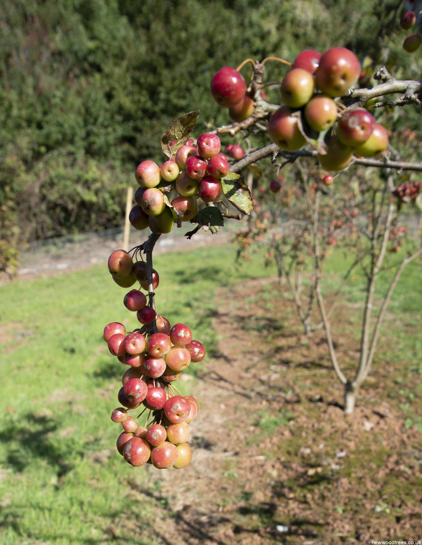 Malus Red Sentinel 5 1 1663x2149 1