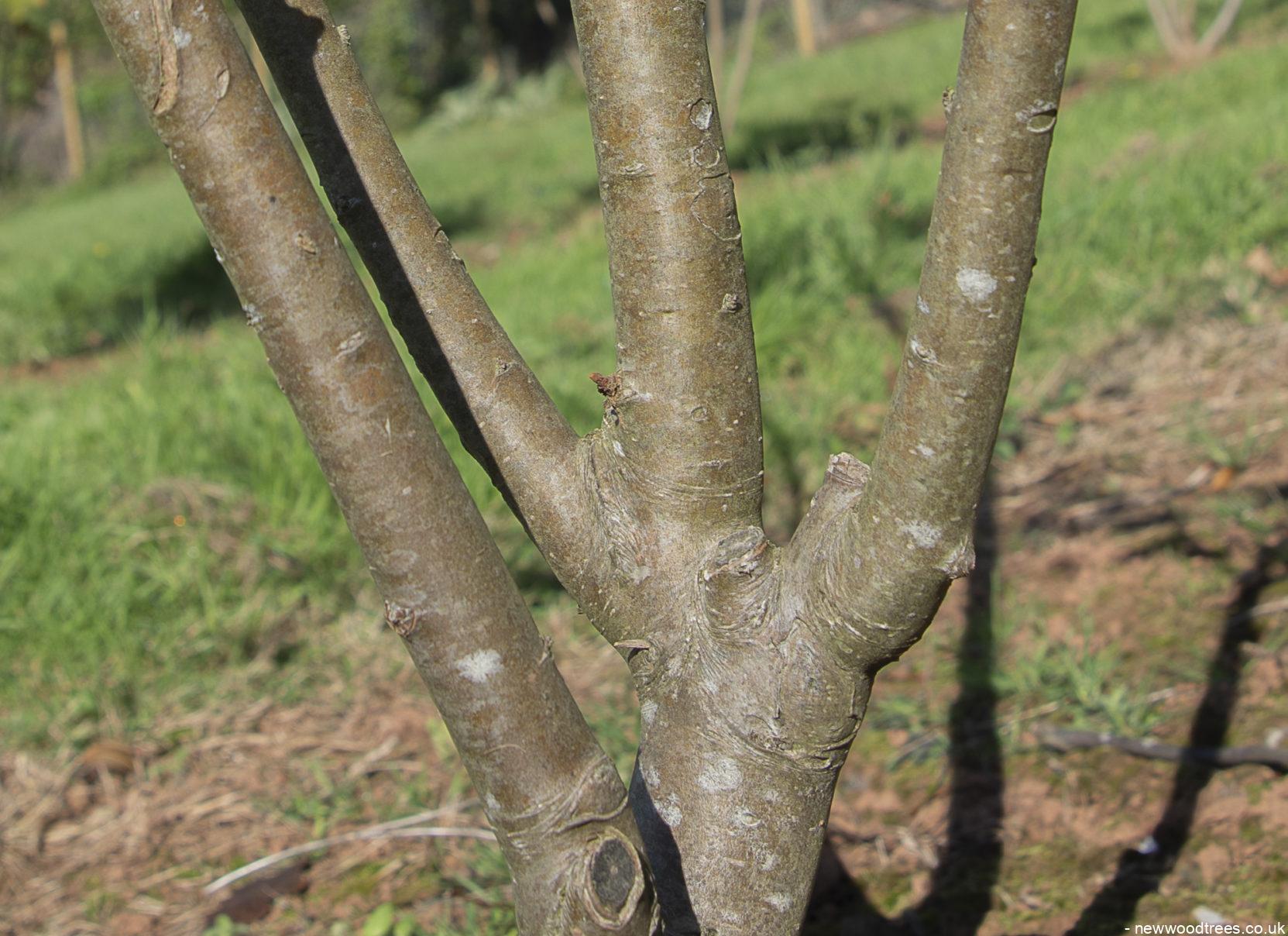 Malus Red Sentinel 6 1 1663x1208 1