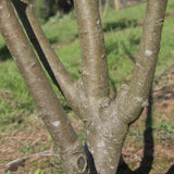 Malus Red Sentinel 6 1 1663x1208 1