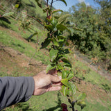 Malus Red Sentinel 7 1 1663x2491 1