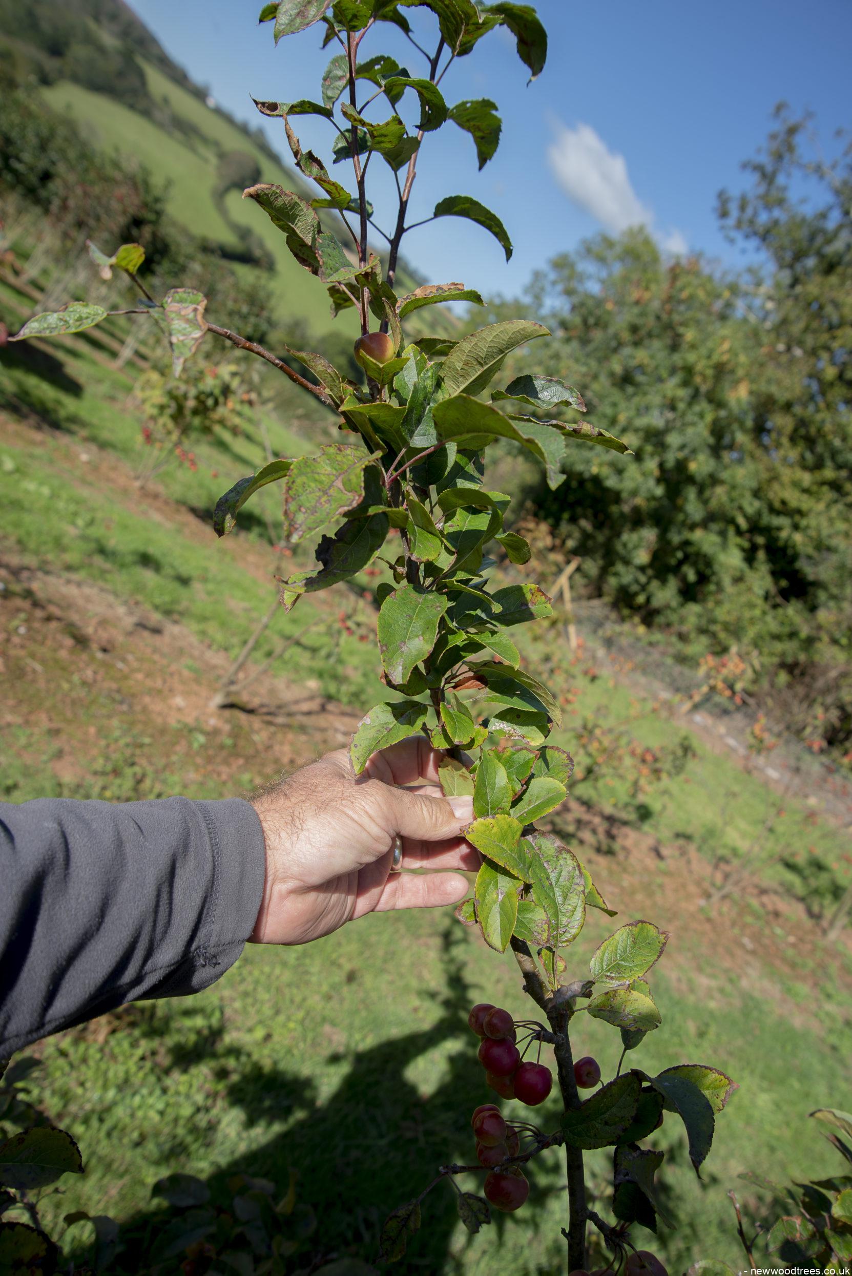 Malus Red Sentinel 7 1 1663x2491 1