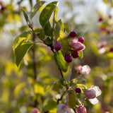Malus Wintergold 1 1 1663x2491 1