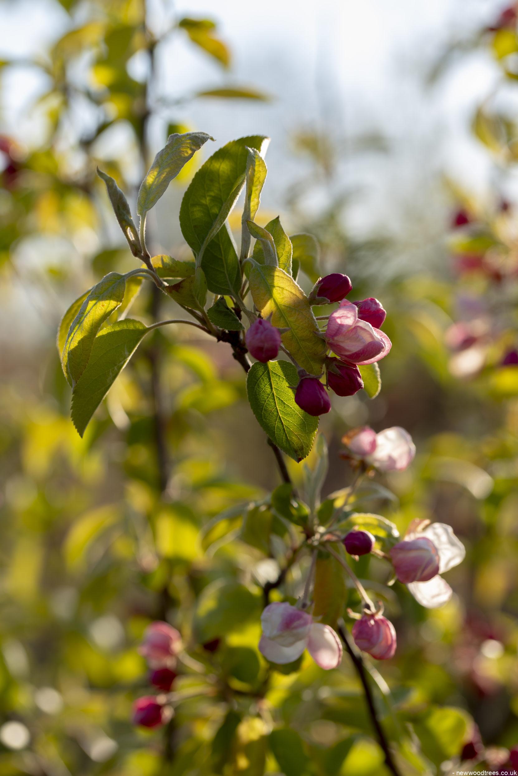 Malus Wintergold 1 1 1663x2491 1