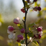 Malus Wintergold 1 1663x2491 1