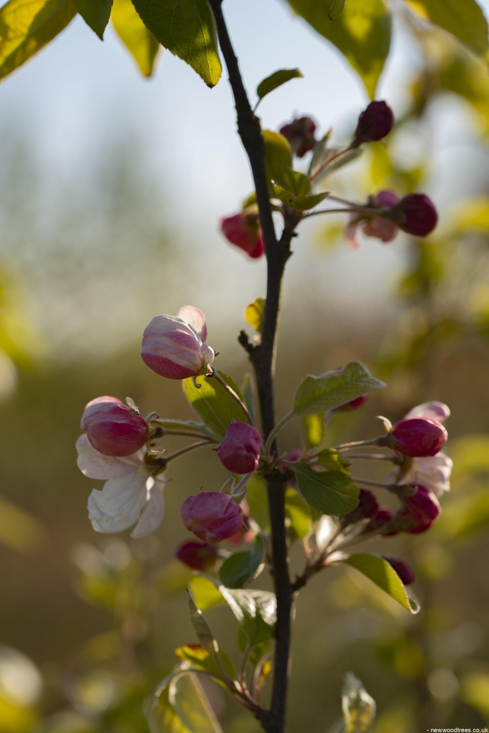 Malus Wintergold 1 1663x2491 1