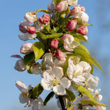 Malus Wintergold 2 1 1663x2491 1