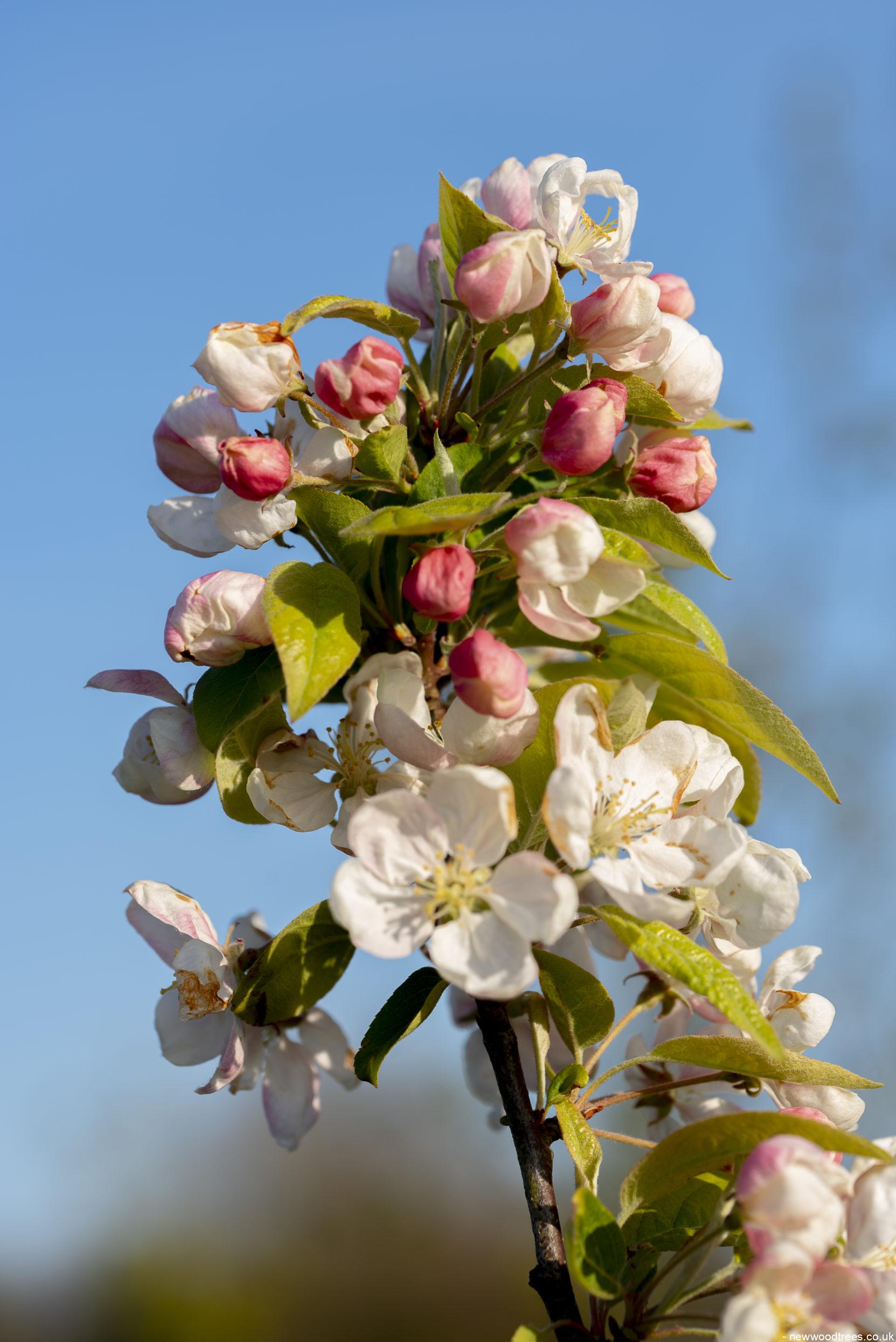 Malus Wintergold 2 1 1663x2491 1