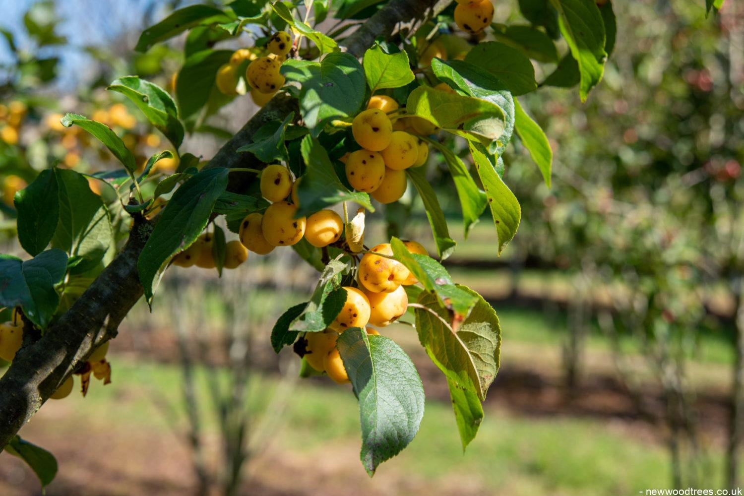Malus ‘Wintergold 1500x1001 1