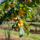 Malus ‘Wintergold 1500x1001 1