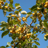 Malus ‘Wintergold 2 1500x1001 1