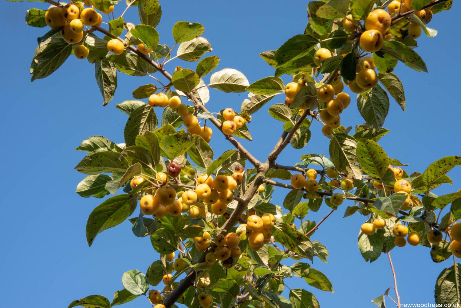 Malus ‘Wintergold 2 1500x1001 1