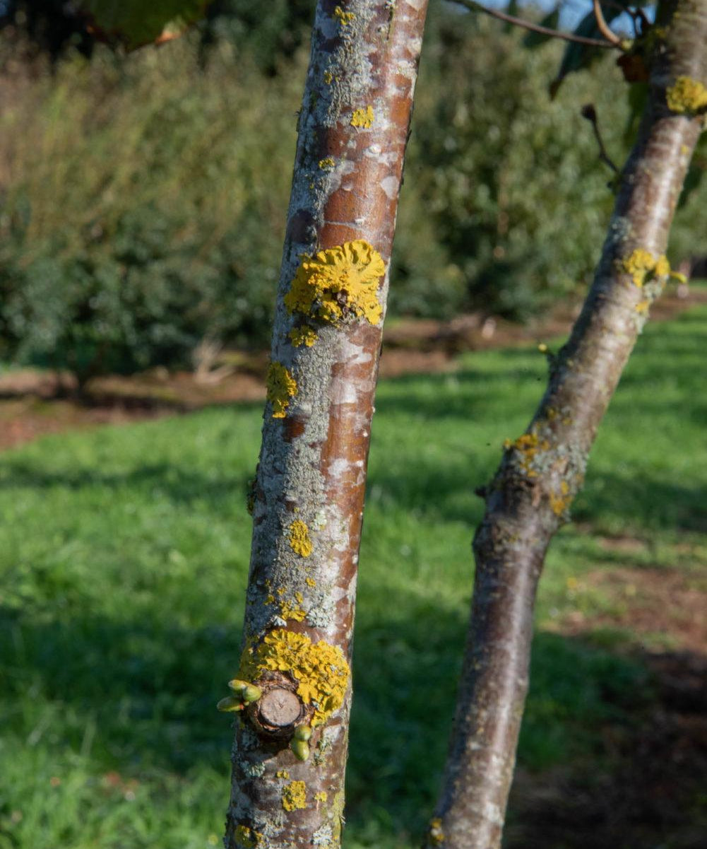 Malus evereste 2 1001x1500 1