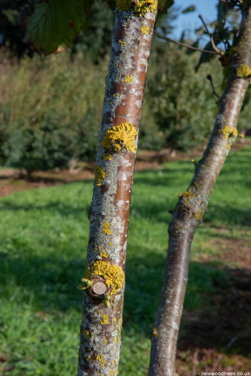 Malus evereste 2 1001x1500 1