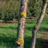 Malus evereste 2 1001x1500 1