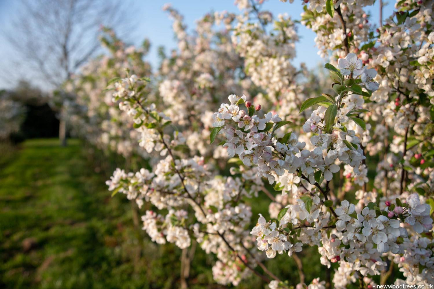 Malus evereste 3 1500x1001 1