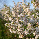 Malus evereste 3 1500x1001 1