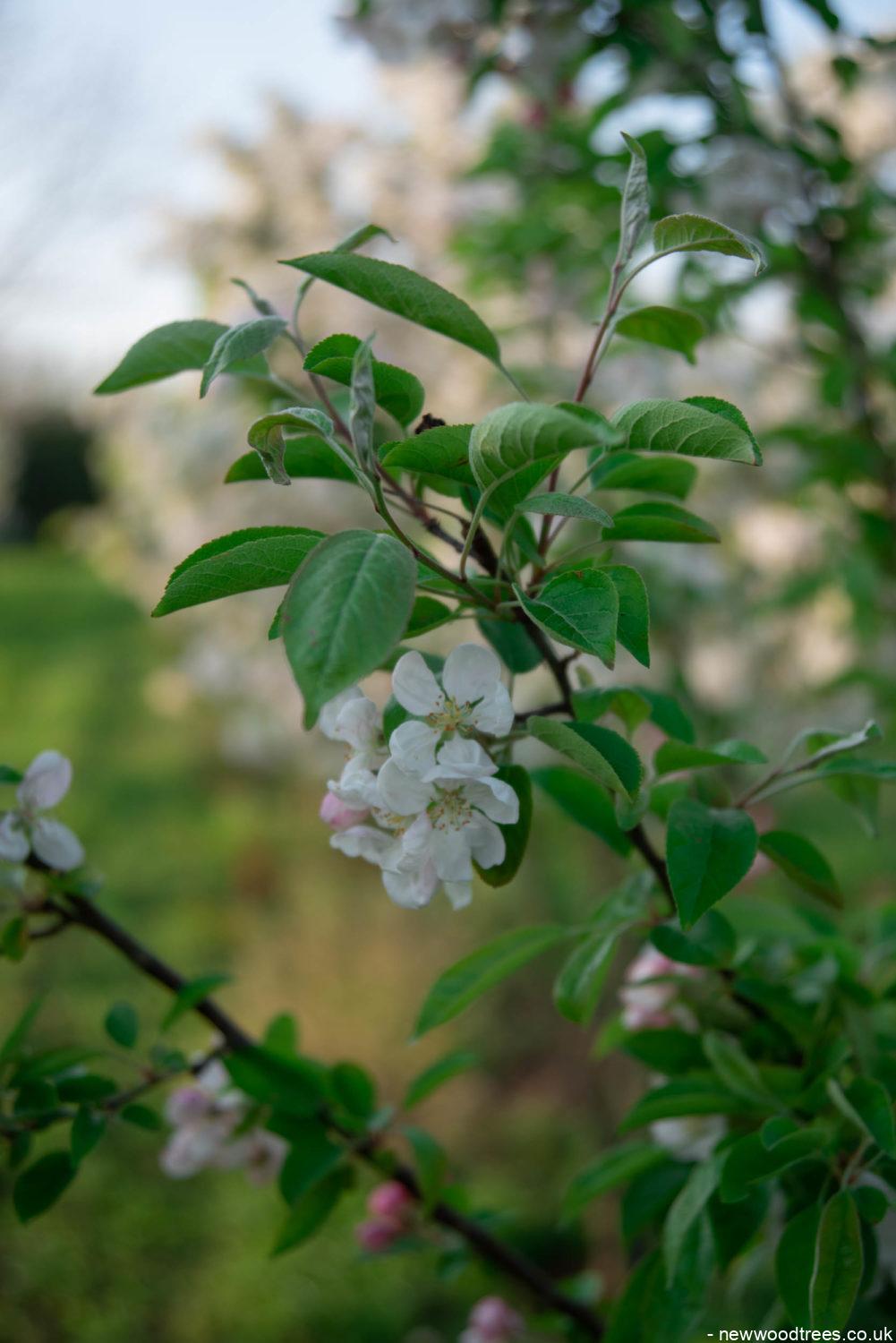 Malus evereste 4 1001x1500 1