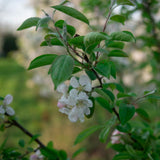 Malus evereste 4 1001x1500 1