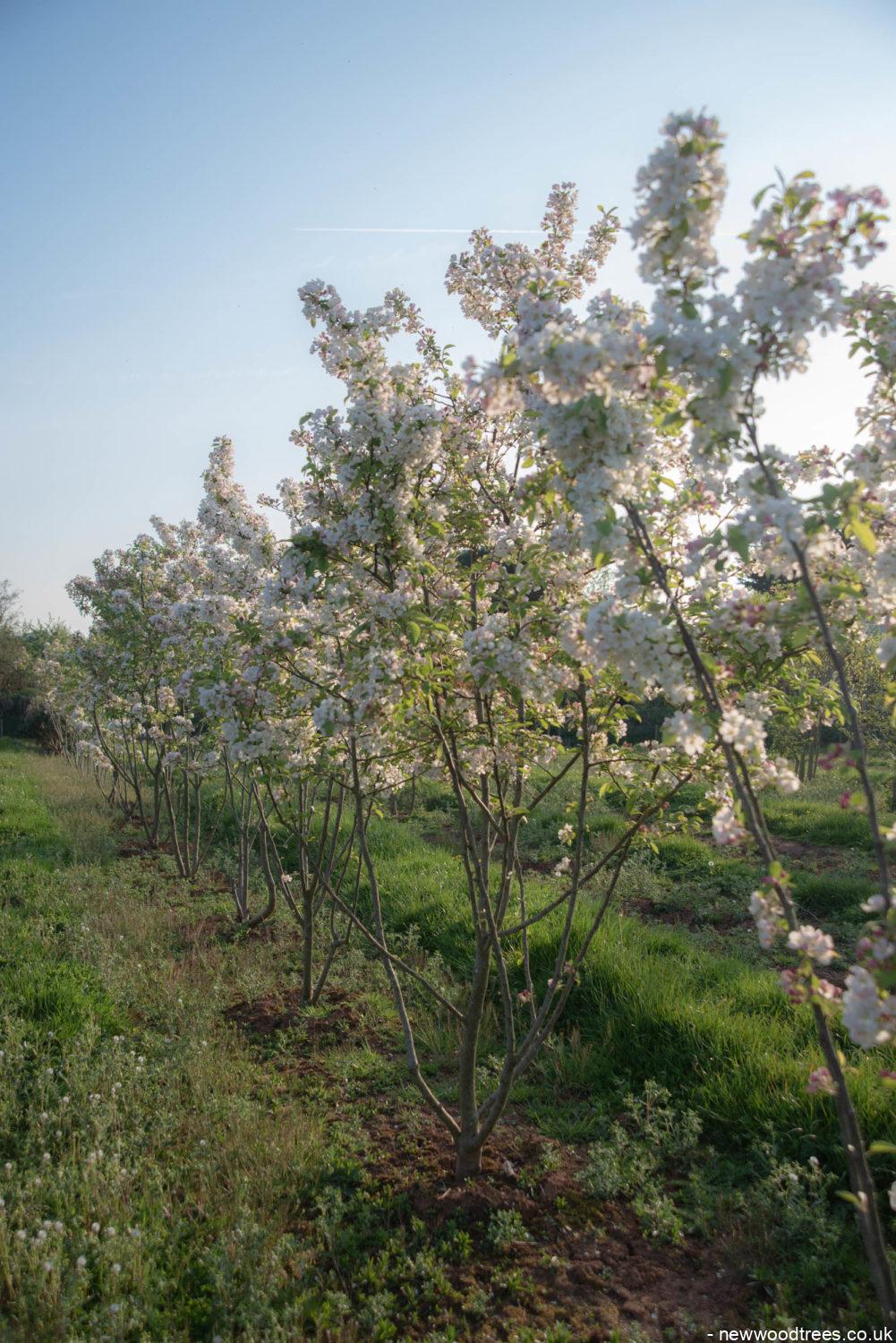 Malus evereste 5 1001x1500 1