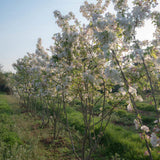 Malus evereste 5 1001x1500 1