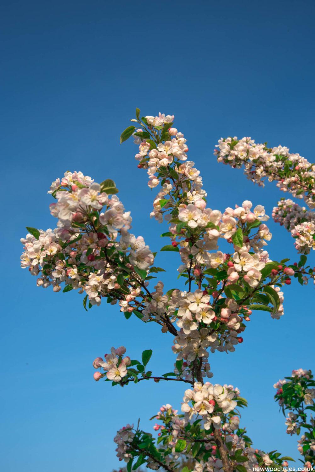 Malus evereste 6 1001x1500 1