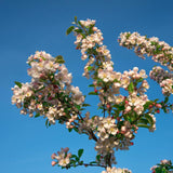 Malus evereste 6 1001x1500 1