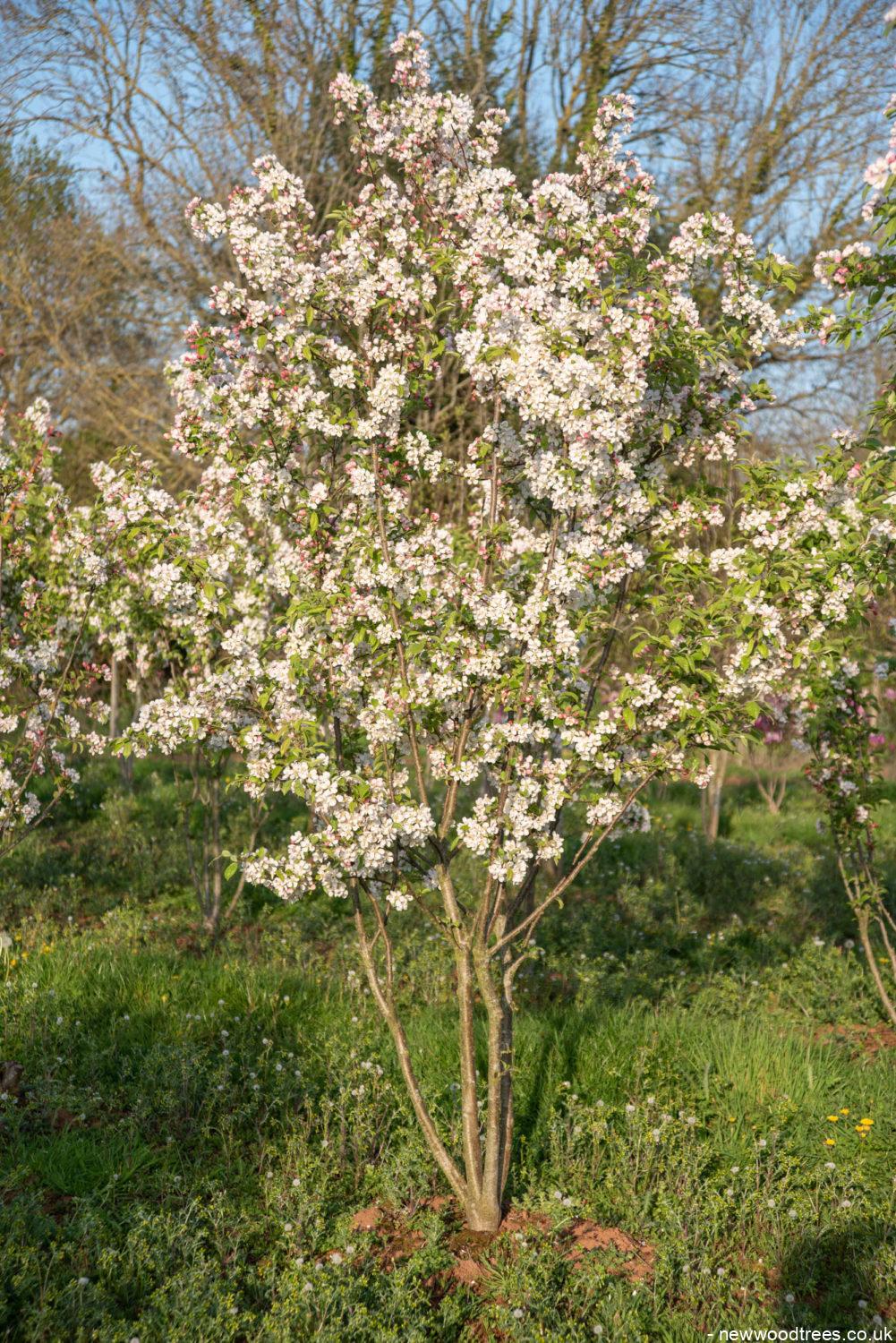 Malus evereste 7 1001x1500 1