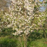Malus evereste 7 1001x1500 1