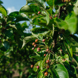 Malus 'Red Jewel' - Crab Apple