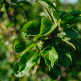 Malus 'Red Jewel' - Crab Apple