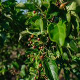 Malus 'Red Jewel' - Crab Apple