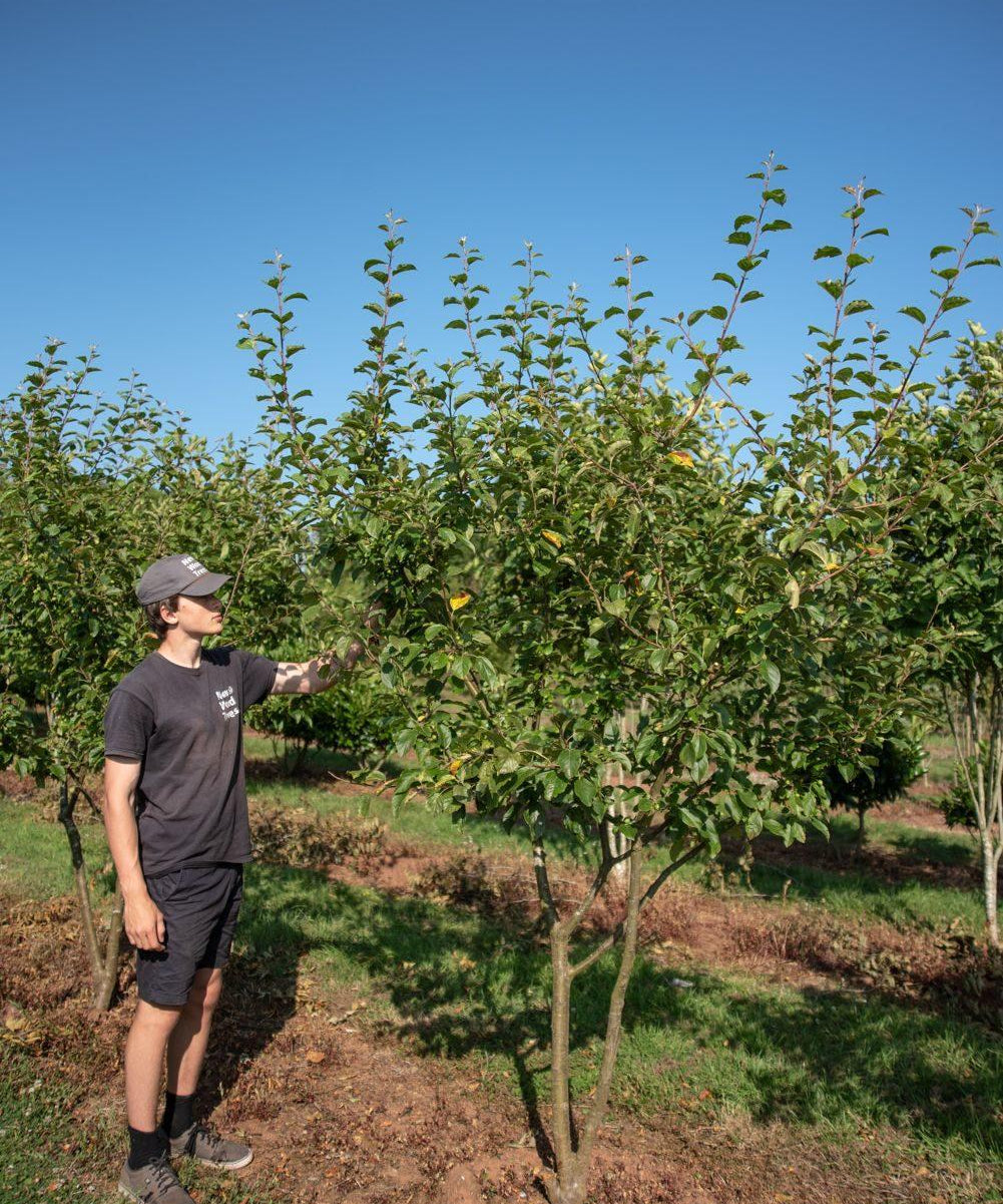 Malus  Wintergold  1001x1500 1