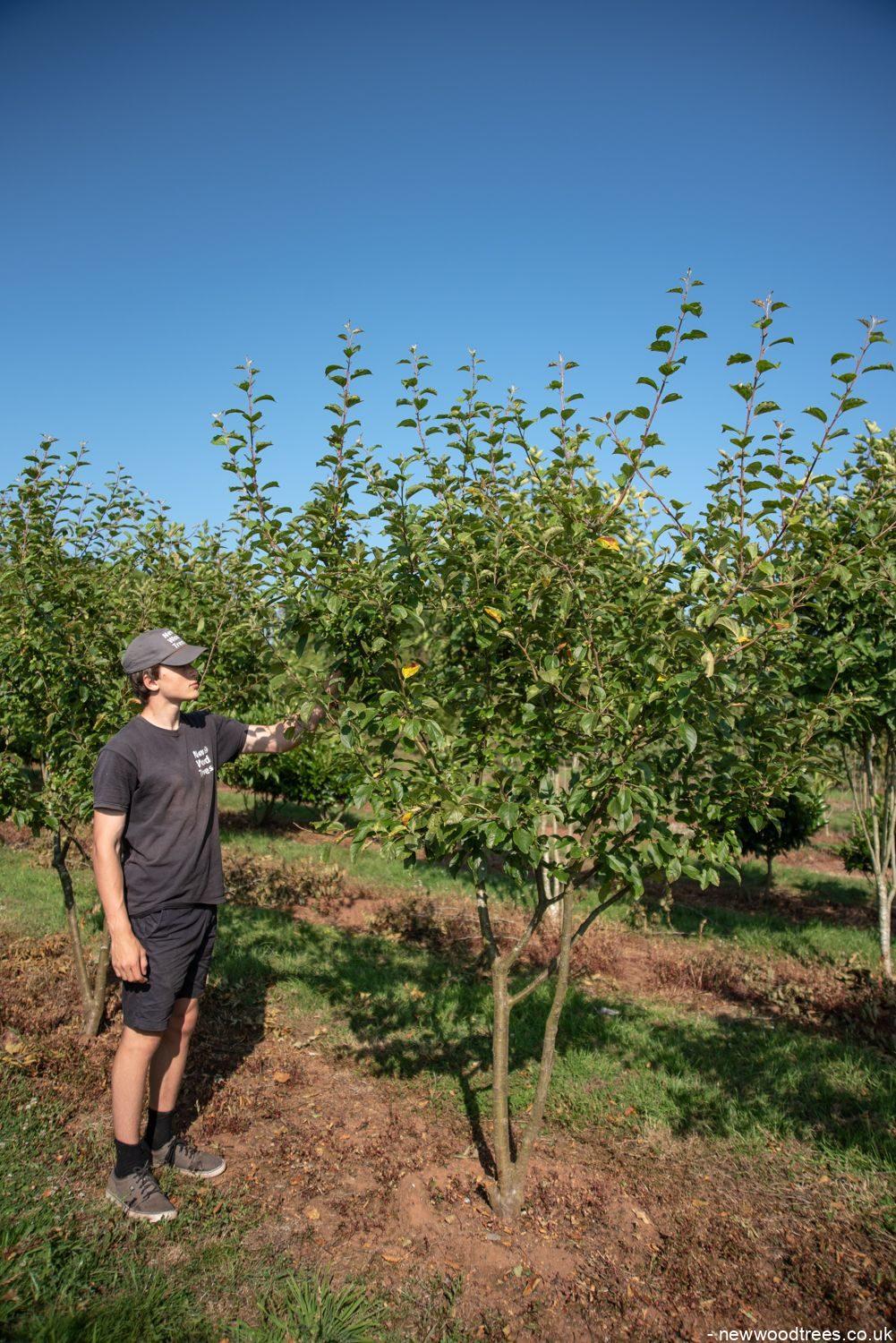 Malus  Wintergold  1001x1500 1