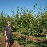 Malus  Wintergold  1001x1500 1