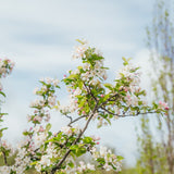 Malus 'Red Sentinel' - Crab Apple