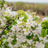 Malus 'Red Sentinel' - Crab Apple
