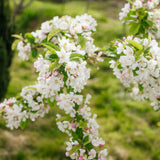 Malus 'Red Sentinel' - Crab Apple