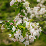 Malus 'Red Sentinel' - Crab Apple