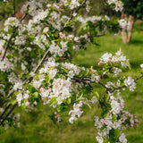 Malus 'Red Sentinel' - Crab Apple