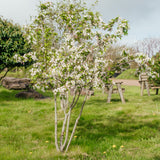 Malus 'Red Sentinel' - Crab Apple